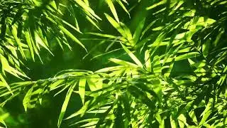 slide bamboo
