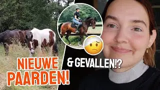 NIEUWE PAARDEN & van Ernie GEVALLEN?! || Vlog #320