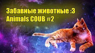 Funny Animal ^_^ Веселые и смешные животные, коубы с животными | Coub #2