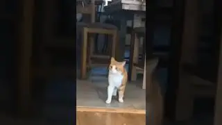 Жесть.У кота ШОК ,умора🤣🤣🤣 