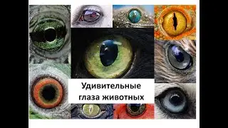 Удивительные глаза животных часть 1