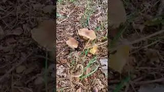 Старый ДУБ как всегда радует 
