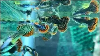 evolución del pez guppys desde el día 1 asta el 90