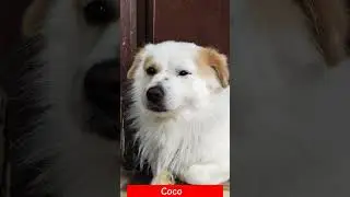 Dog funny reaction | funny reels| shorts