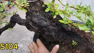 Cẩm thị giao lưu cả nhà 6/4 LH 0366169369 zalo