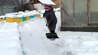 Зимовка пчёл под снегом в пеноуликах