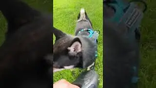 Shiba Inu Hunts Birds