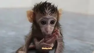 Crying loudly poor baby monkey Ting Ting much hungry milk