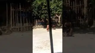Auto ngakak anjay.....adu domba adec kakak