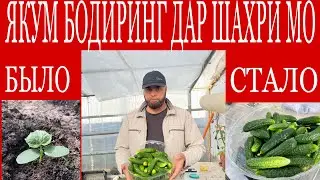 ЭКО ПРОДУКТ, ЯКУМ БОДИРИНГ ДАР ШАХРИ МО!!