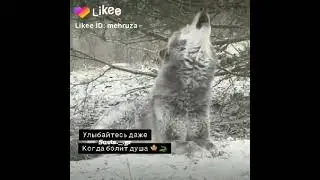 Волк одиночка