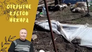 Открытие кустов инжира.