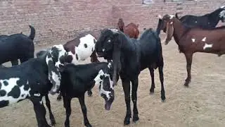 BETAL GOATS || GOATS || BAKRAY
