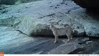 Beautiful Bobcat (Lynx rufus)