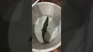 Alan 🐊 என்ன ஆனான் 🤔 26