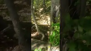 Golf Ball Hunt
