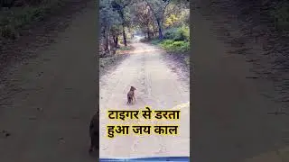 Tiger Se Darta hu jackal | jackal afraid of tiger #singhaniasafari