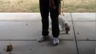 You Can't Train a Dumb Dog