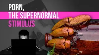 Porn, the Supernormal Superstimulus