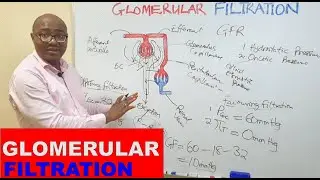 GLOMERULAR FILTRATION