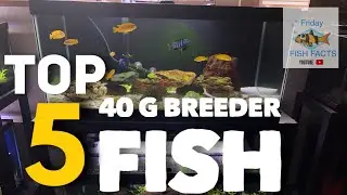 Top 5 stocking ideas for a 40 gallon breeder