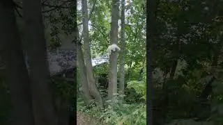 Кошка спускается с дерева