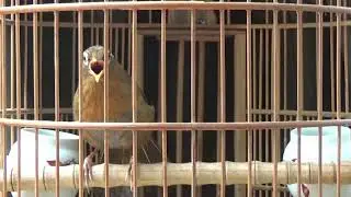 Họa Mi Chuẩn giọng mi rừng