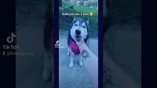 Soy influencer 🐕🍀🛑 