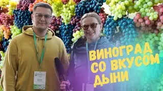 Виноград со вкусом чего угодно - сгущенка, дыня, банан | Питомник Виноград Ульяновска