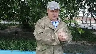 Mimicking the sounds of animals and birds cooing a dove