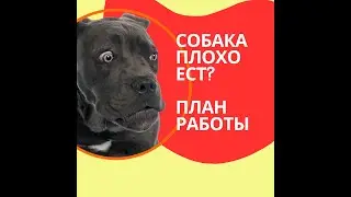 пес не ест? что делать если собака отказывается есть ?