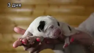 HOW AN ALABAI PUPPY GROWED || STORY OF ONE PUPPY