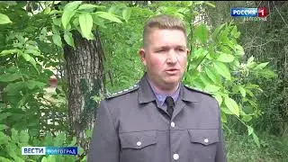 В Волгограде деревья атаковала ясеневая златка