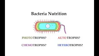 Bacteria nutrition (#10)