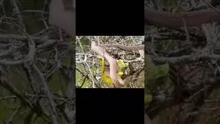 Black Mamba vs Chameleon #shorts