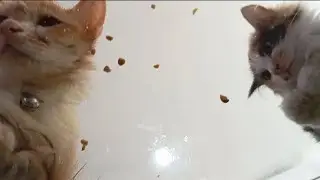 Anak kucing malu malu baru kenal, kucing lucu,Toys Doby D