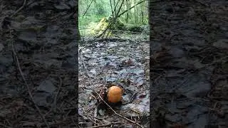 БЛАГОРОДНЫЕ ГРИБЫ НА ЛЮБОЙ ВКУС. ОДИН ЛУЧШЕ ДРУГОГО. ГРИБЫ 2024