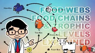 Food Webs, Food Chains, and Trophic Levels Explained