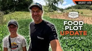 Food Plot Update: The Small Plots are Still a Challenge