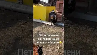 Мраморная жадина-говядина. Орпингтон