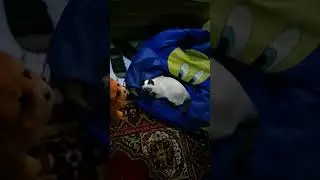 Nick attacks sheroo