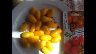Tomato 