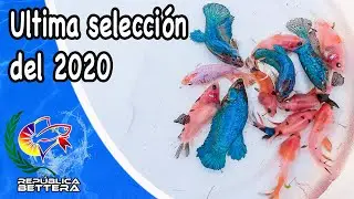Ultima selección del 2020