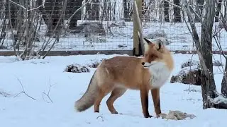 Скользкие разговорчики