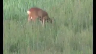 Lov na srndaca