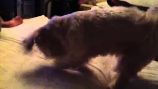 Lexie
