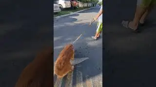 Flowy the Goldie #trending #youtube #viral #shorts #youtubeshorts #ytshorts #foryou #goldenretriever