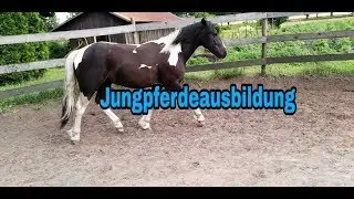 Jungpferdeausbildung ❤ Calisso im Roundpen + Basics