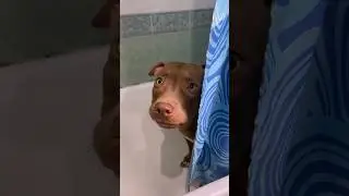 When a dog is afraid 😧 #питбульджина #shorts #funnydogs #cutedogs