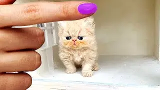 The Smallest rescued KITTEN in the Most Amazing HOUSE for CATS and  KITTENS.Cardboard house for cats